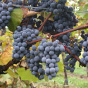 Gamay GrapeVine (Vitis vinifera 'Gamay Noir') FRUITY JUICE + WINEMAKER **FREE UK MAINLAND DELIVERY + FREE 100% TREE WARRANTY**